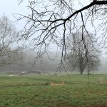Site archéologique de Genainville dans la brume